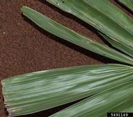 ptychosperma (<em>Ptychosperma elegans</em>) foliage on (<em> </em>)