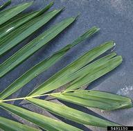 Leaf with fused apical leaflets.