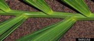 Rachis with leaflet attachment