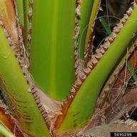 Teeth along petiole margins.