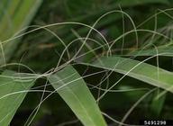 Leaf segment marginal fibers.