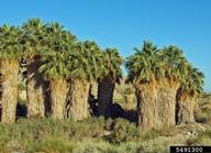 Coachella Valley Preserve, Thousand Palms Oasis.