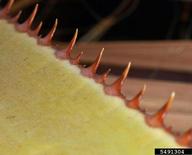 Close view of teeth along petiole margins.