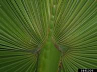 Young palm abaxial surface with costa.