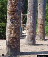 Base of columnar stems.