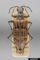 ribbed pine borer (<em>Rhagium inquisitor</em>) adult(s) on  (<em>  </em>)