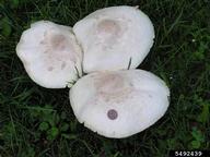 Saprobe that is easily identified in maturity by its green spore prints and gills. Frequently grows gregariously in lawns and meadows in troops and/or fairy rings. Typically a summer and fall mushroom.