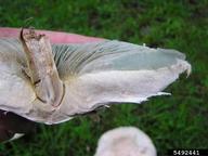 Saprobe that is easily identified in maturity by its green spore prints and gills. Frequently grows gregariously in lawns and meadows in troops and/or fairy rings. Typically a summer and fall mushroom.