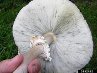 Saprobe that is easily identified in maturity by its green spore prints and gills. Frequently grows gregariously in lawns and meadows in troops and/or fairy rings. Typically a summer and fall mushroom.