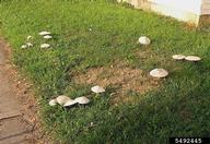 Saprobe that is easily identified in maturity by its green spore prints and gills. Frequently grows gregariously in lawns and meadows in troops and/or fairy rings. Typically a summer and fall mushroom.  These specimens were growing where a tree stump had been removed.