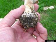 Saprobe that is easily identified in maturity by its green spore prints and gills. Frequently grows gregariously in lawns and meadows in troops and/or fairy rings. Typically a summer and fall mushroom.  Base of stalk at soil line.