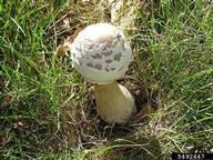 Saprobe that is easily identified in maturity by its green spore prints and gills. Frequently grows gregariously in lawns and meadows in troops and/or fairy rings. Typically a summer and fall mushroom.  Early stage button.