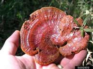 Lacquered polypore is parasitic on living hardwoods and a saprobe on the deadwood of hardwoods. On living hardwoods, it causes a white butt and root rot. It is unusual in that it is an annual rather than a perennial like many polypores.