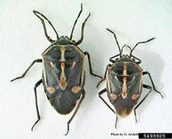 Male, Female