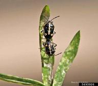 Male, Female