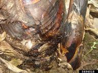 banana root borer (<em>Cosmopolites sordidus</em>) damage on  (<em>  </em>)