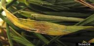 Developing leaf lesion of Septoria tritici blotch.