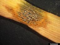 Leaf lesion caused by <em>Septoria tritici,</em> showing spore cirrhi emerging from black pycnidia.