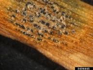 Leaf lesion caused by <em>Septoria tritici,</em> showing spore cirrhi emerging from black pycnidia.