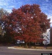 silver maple (<em>Acer saccharinum</em>) foliage on (<em> </em>)