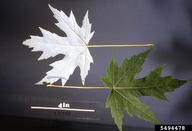 silver maple (<em>Acer saccharinum</em>) foliage on (<em> </em>)
