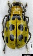 spotted cucumber beetle (<em>Diabrotica undecimpunctata howardi</em>) adult(s) on  (<em>  </em>)