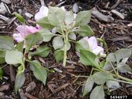 Lower leaf surfaces of impatiens showing a layer of spores of <em>Plasmopara obduscens</em>, the cause of downy mildew