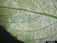 Lower surface of impatiens leaf showing a layer of spores of <em>Plasmopara obduscens</em>, the cause of downy mildew