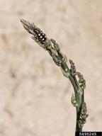 asparagus beetle (<em>Crioceris asparagi</em>) adult(s) on asparagus (<em>Asparagus officinalis</em>)