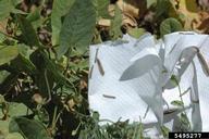 Biocontrol release of larvae