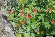Aquilegia canadensis, wild columbine