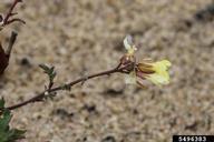 stems; flowers