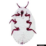 adult female