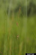 plants