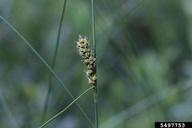 flowers; foliage