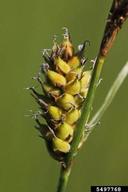 fruits