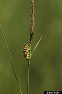 plants