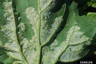 downy mildew symptoms on lower surface of infected leaf, caused by Plasmopora halstedii