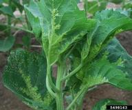 downy mildew symptoms on upper and lower surfaces of infected leaves, caused by Plasmopora halstedii