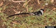 adult