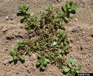 Common purslane plant, Portulaca oleracea