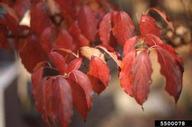 Fall color