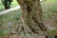 Mature bark at 15 inch