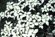 Floral impact