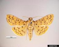 Yellow peach moth (<em>Dichocrocis punctiferalis</em>) adult(s) on (<em> </em>)