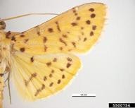 forewing
