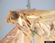 head