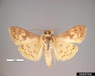 Yellow peach moth (<em>Dichocrocis punctiferalis</em>) adult(s) on (<em> </em>)