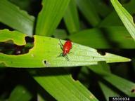 lily leaf beetle (<em>Lilioceris lilii</em>) adult(s) on  (<em>  </em>)