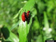 lily leaf beetle (<em>Lilioceris lilii</em>) adult(s) on  (<em>  </em>)
